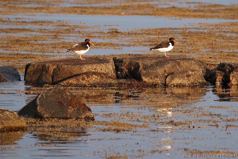 ENE-20090502-0266.jpg - [nl] Scholeksters ( Haematopus ostralegus ) | Lofoten, Noorwegen[en] Eurasian Oystercatchers ( Haematopus ostralegus ) | Lofoten, Norway